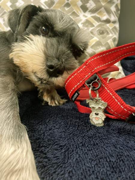 schnauzer hk.jpg
